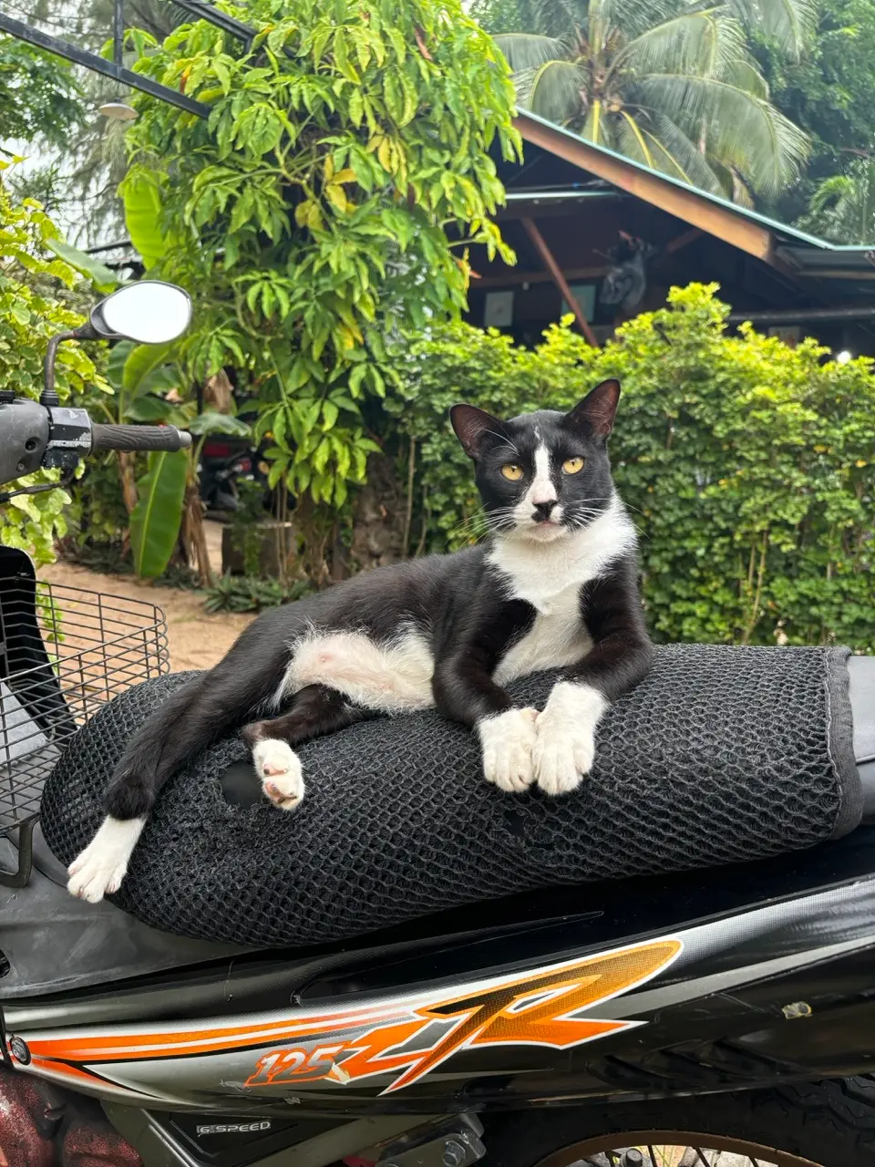 zwart-witte kat liggend op een scooterzadel