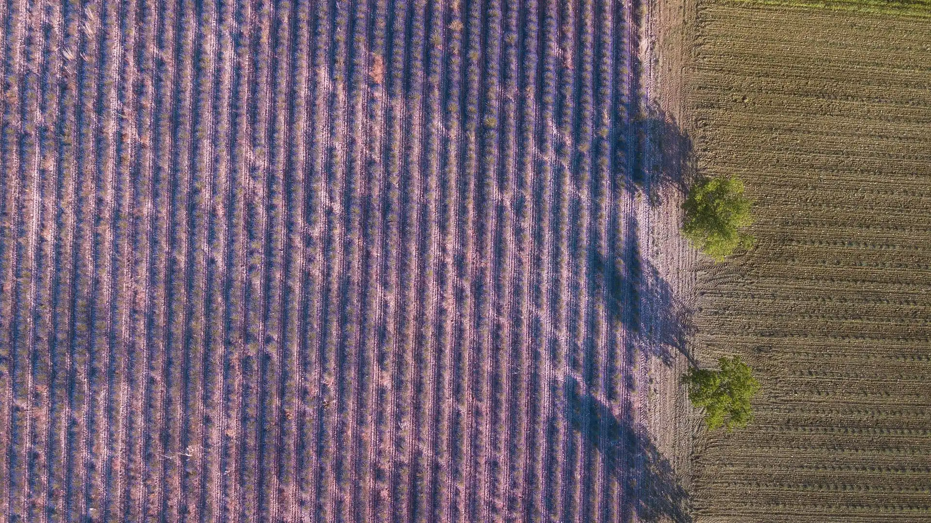A top-down aerial view of a lavender field with neat purple rows next to a brown plowed field, separated by two green trees casting long shadows.