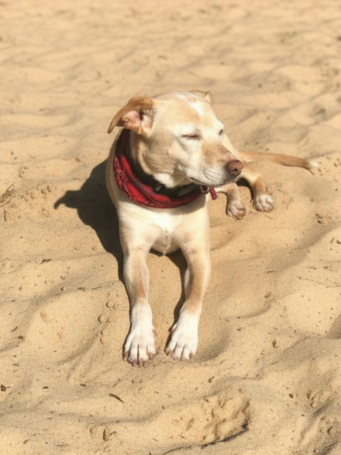 Amelia Island Dog