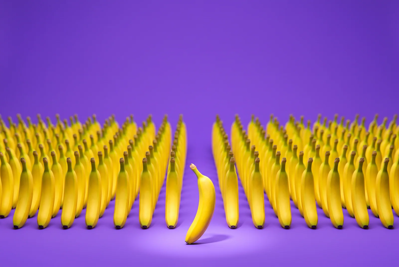 A crowd of bananas in rows with one banana in a spotlight, a playful QUITTR vs NoFap comparison