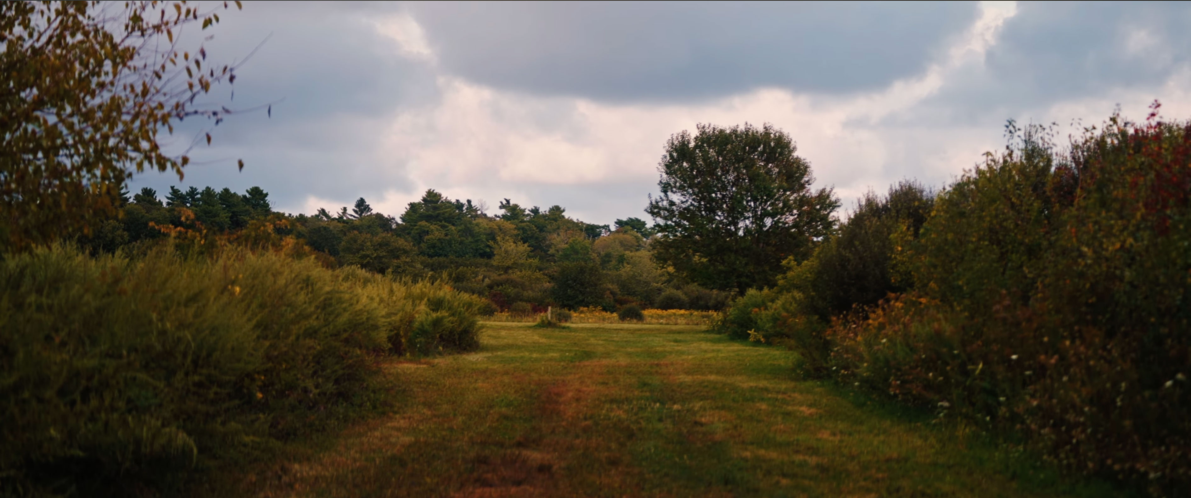 Grassy meadow trail bordered by shrubs and trees at Cochesett Preserve in West Bridgewater.