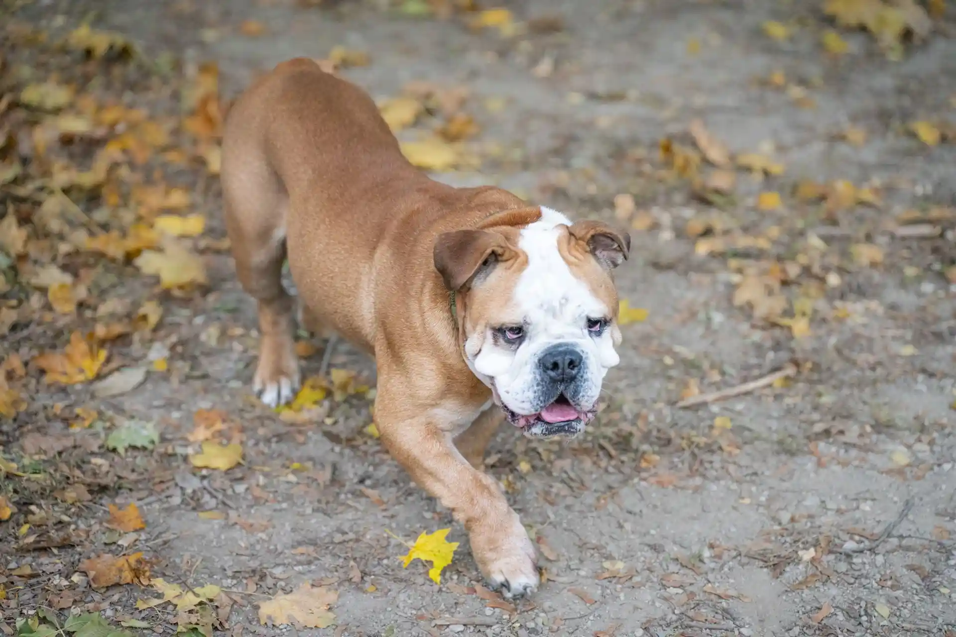 Beagle Breed History