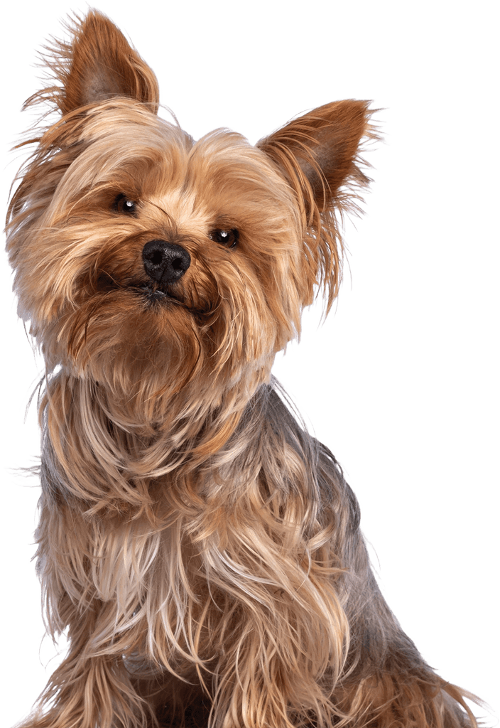 Doggy daycare dubai