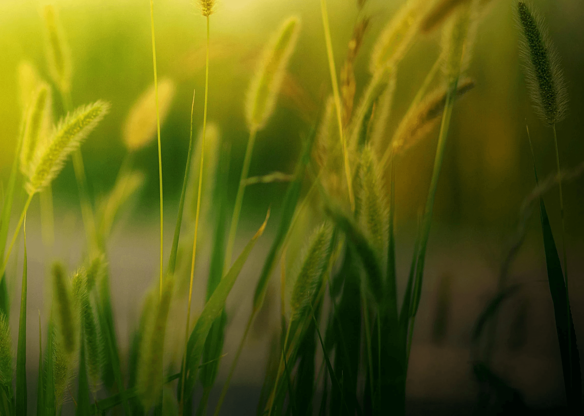 Image of grass