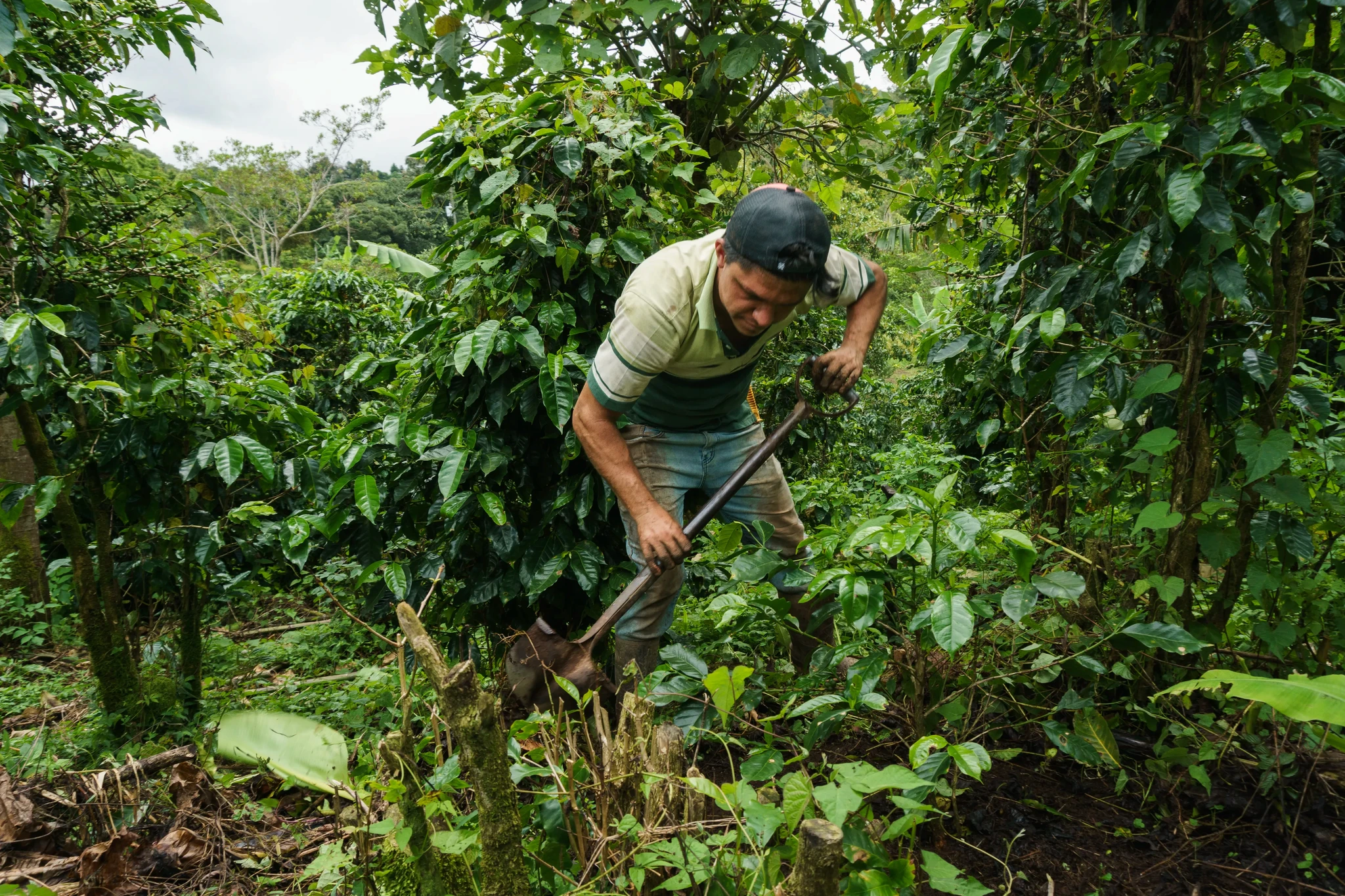 A person wearing a cap and t-shirt is using a shovel to work in a lush green farm, surrounded by dense plants and trees, possibly in a tropical setting. The sky is overcast, creating a calm, natural atmosphere.