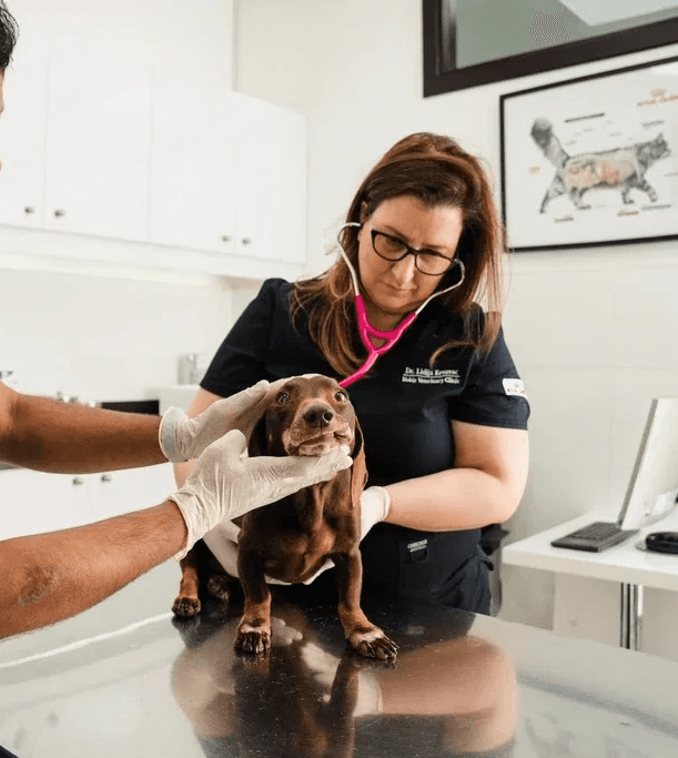 Our professional veterinarian checks a dog for any signs of parasite infestation, a condition that requires pet deworming