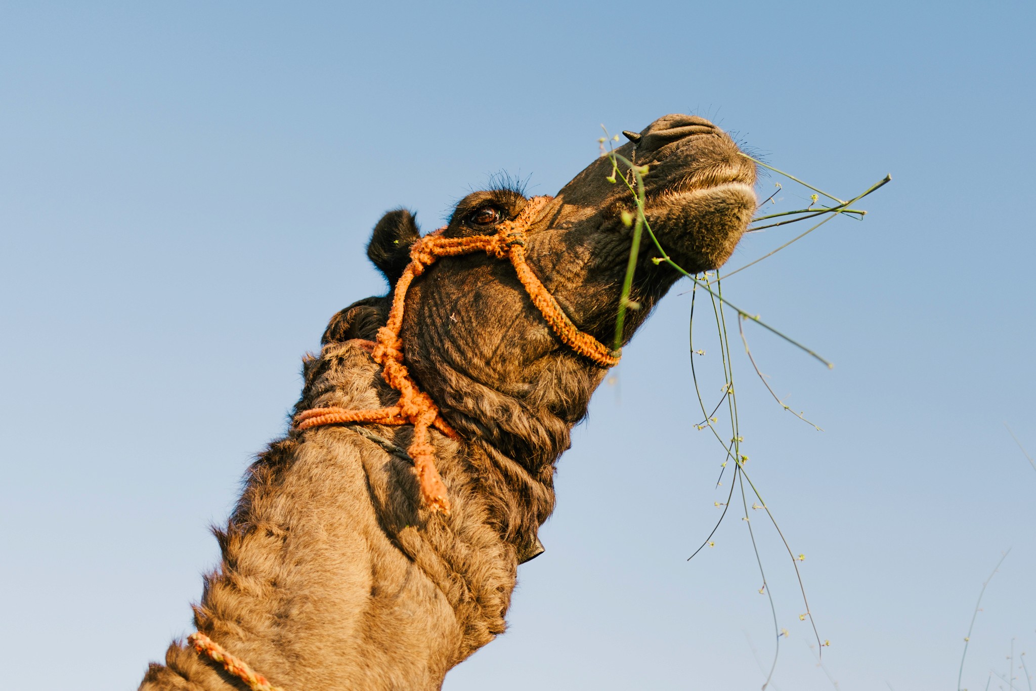 Thar desert camel eating grass