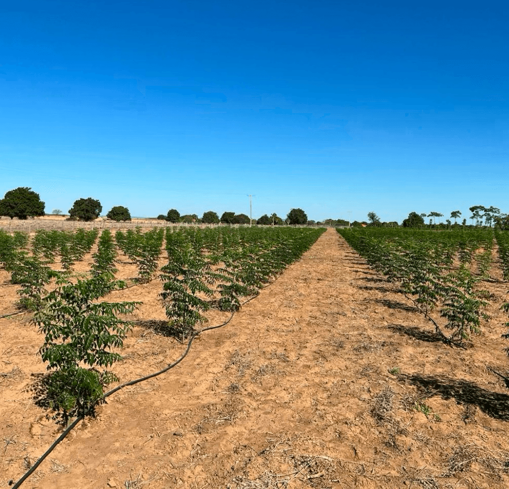 Gardener team at work