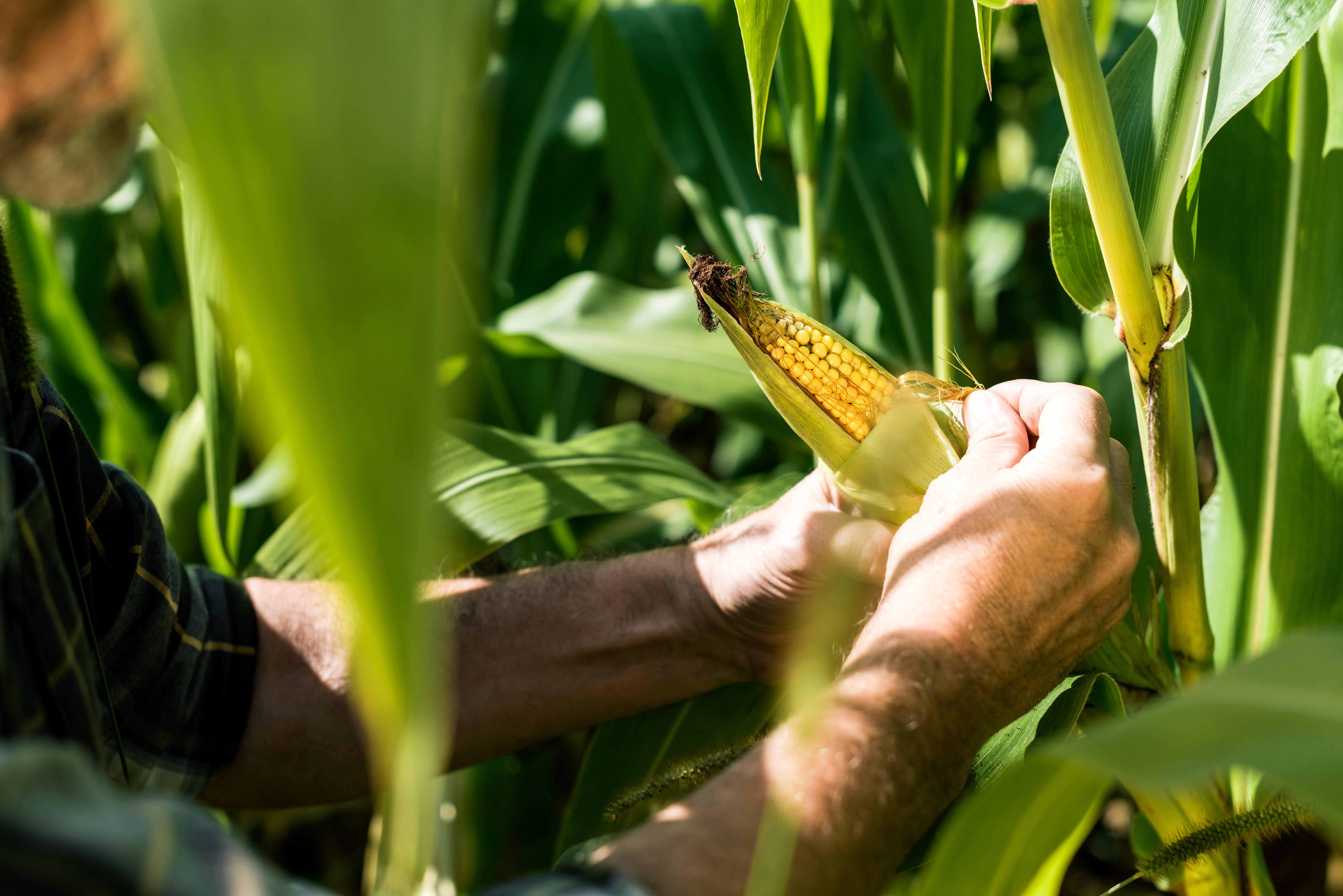 Close-up of farmer's hands harvesting corn from a stalk in a cornfield during daytime.