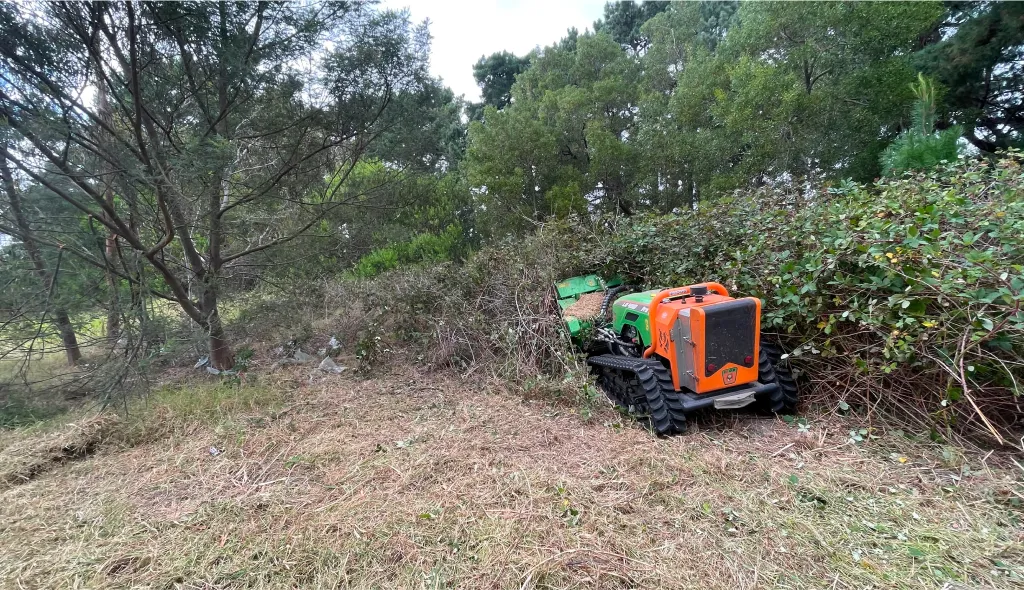 Slashing through blackberry bushes and tall grass on rural farmland