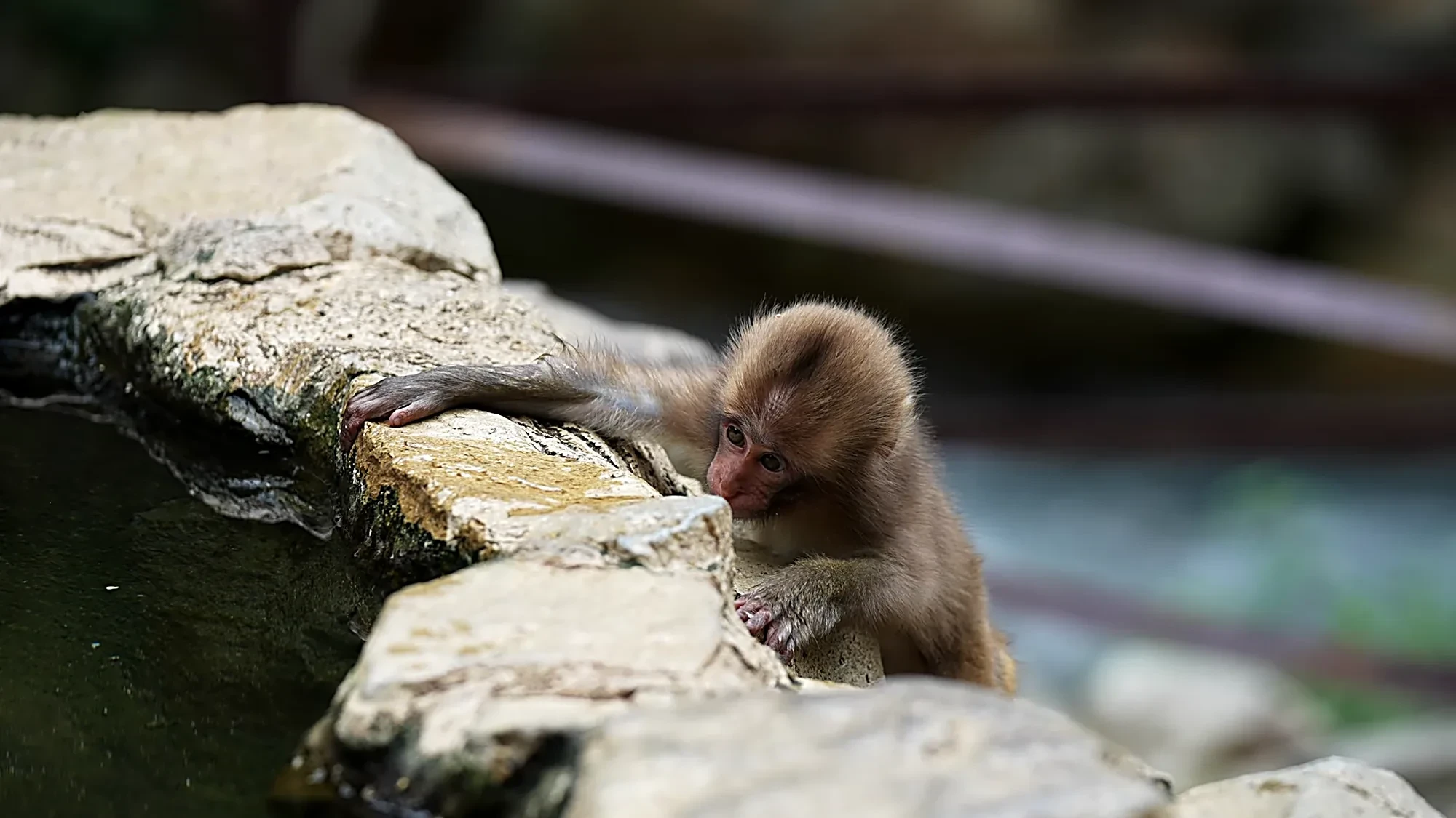 A mother Japanese macaque and her baby on mossy rocks amid summer greenery near the monkey park.