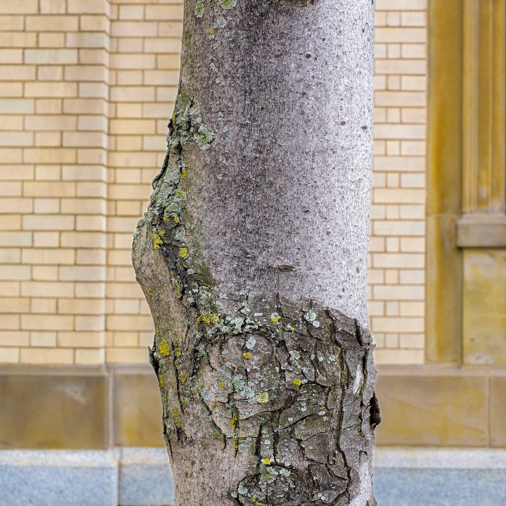 Close-up of a textured tree trunk with green moss, against a blurred wooden background.