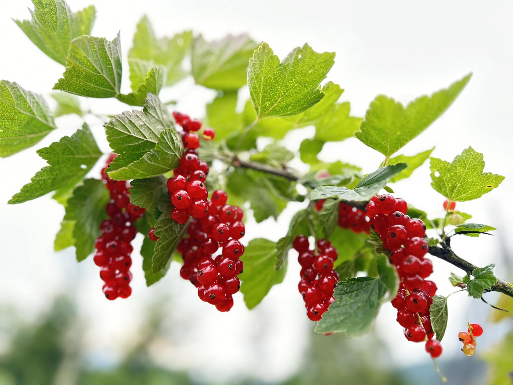 Preiselbeeren am Strauch