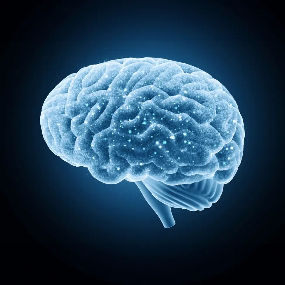 Gehirn im Gleichgewicht