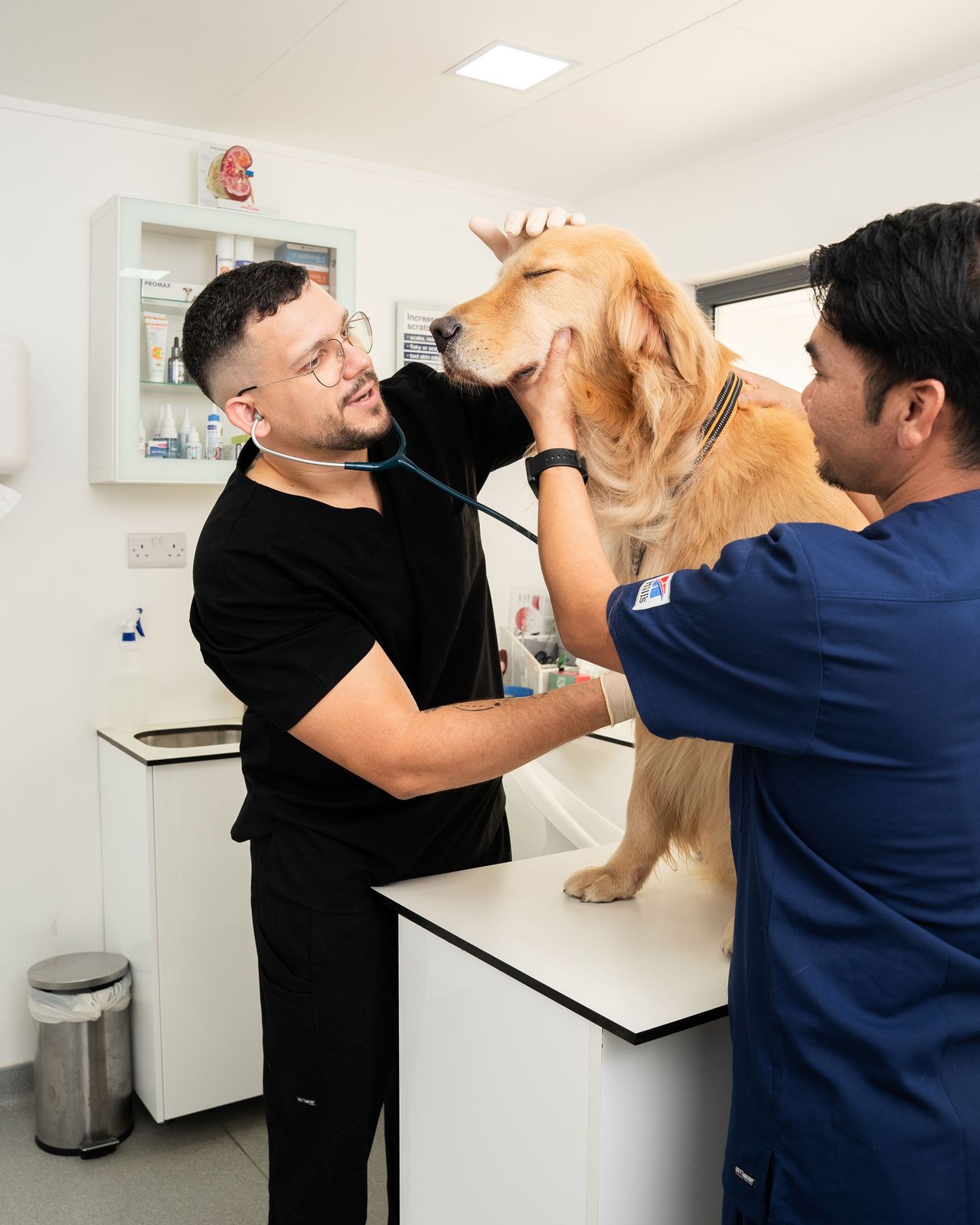 A veterinarian is examining a dog's abomdinal pain and heart rate.