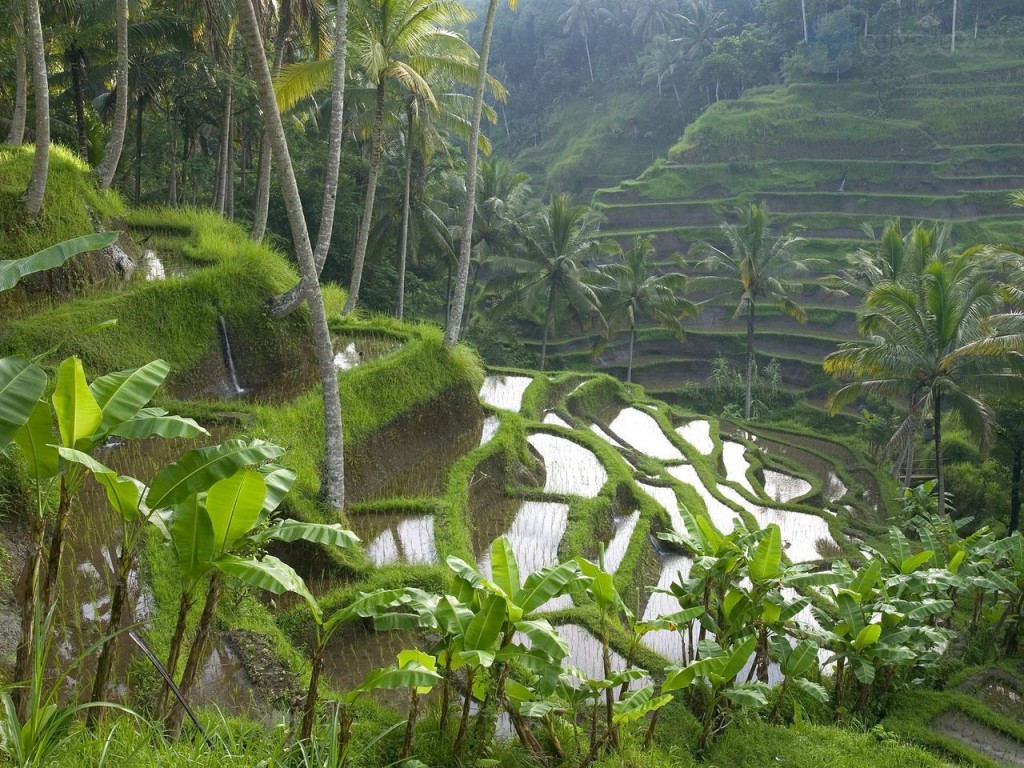 terracedricepaddyubudareabaliindonesia