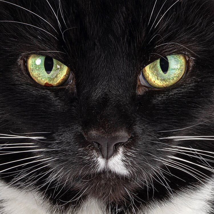 Fashion portrait photography