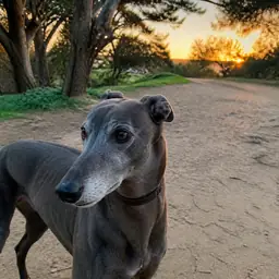 Greyhound avatar for Youssef Amari, APOB reviewer