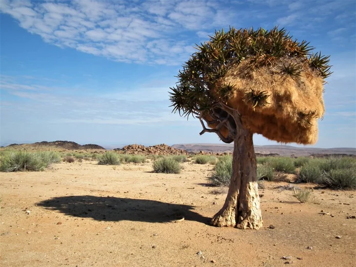 a tree that has some kind of animal in it