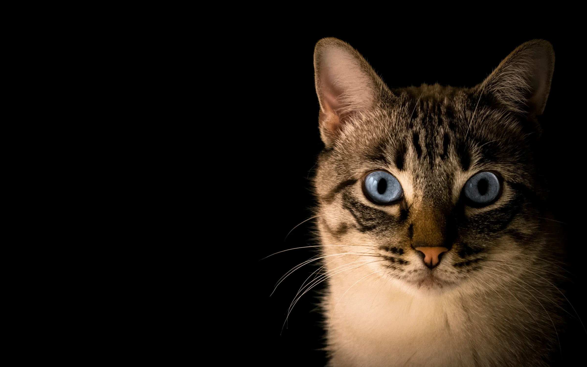 Pet Products industry: digital products by Alpha Expansion