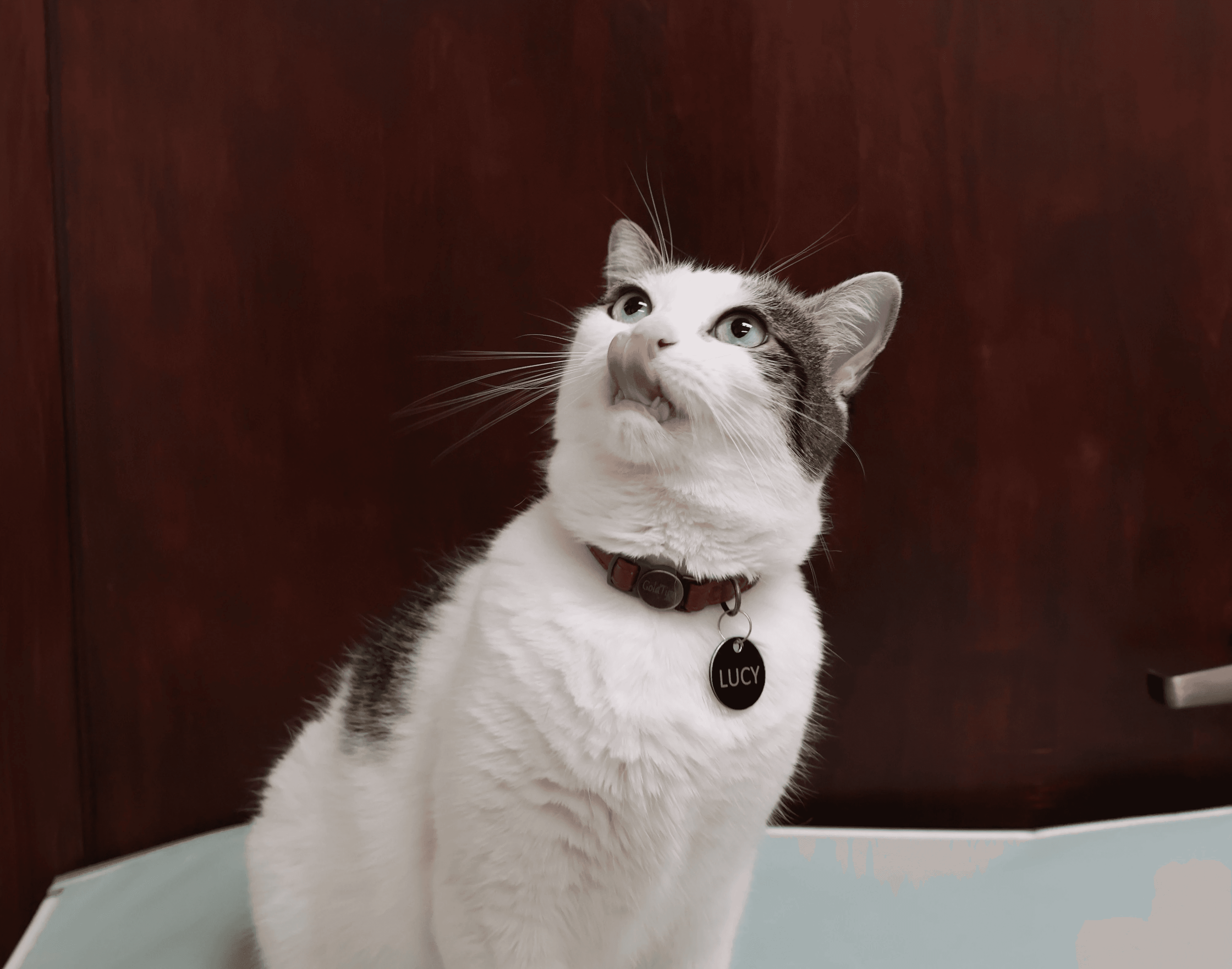 orange domestic shorthair cat