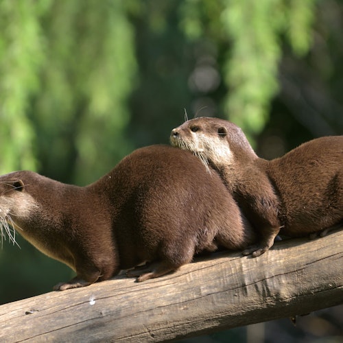 两只水獭紧挨在一起站在木头上，背景是绿色模糊的。