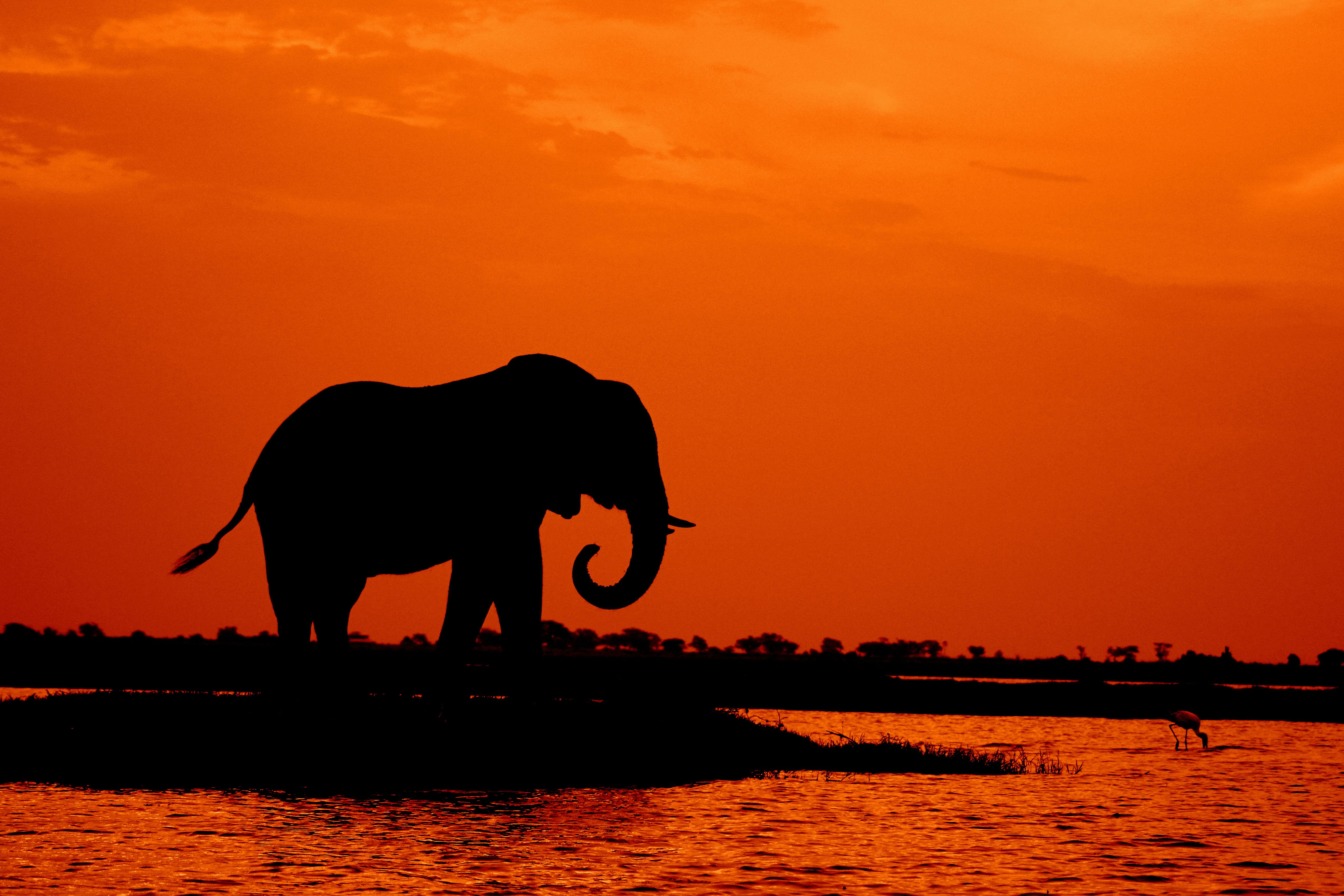 Africa Bundle