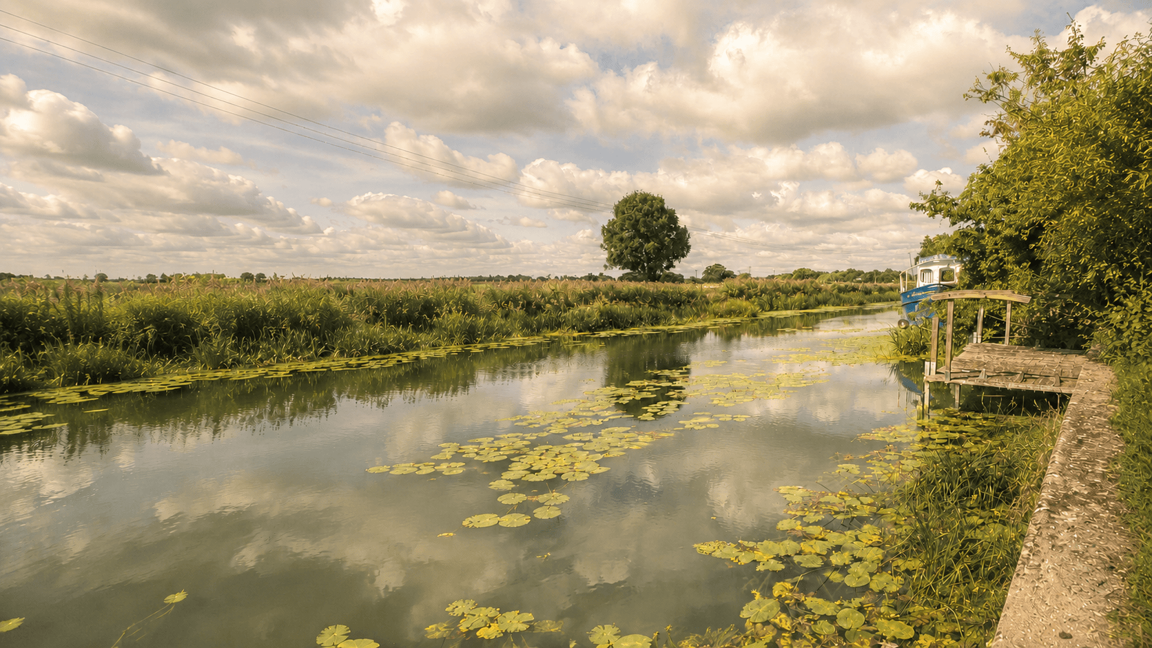 river lilies