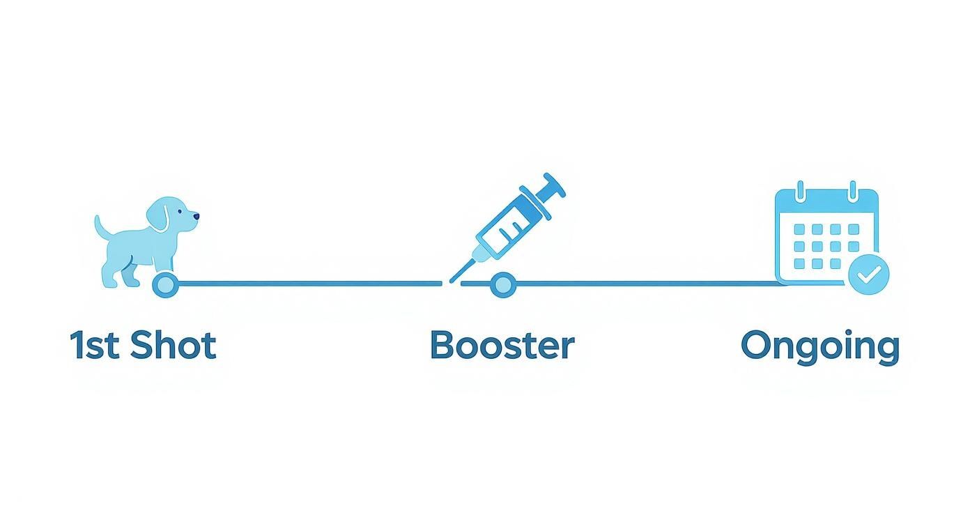 Infographic about how often do dogs need rabies vaccinations