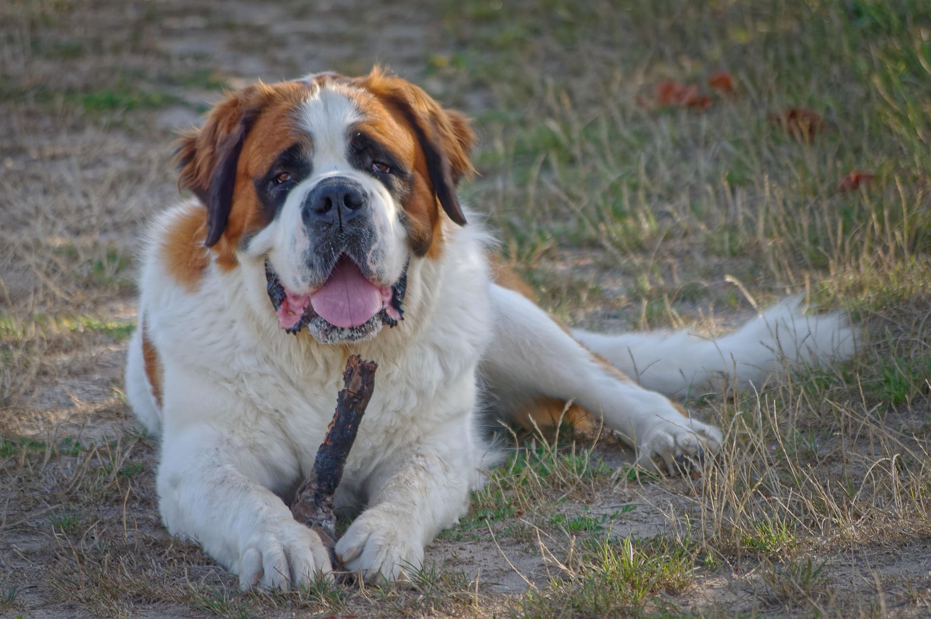 A big dog is lying down on the ground surrounded by green and brown grass. It has a stick on its paws.