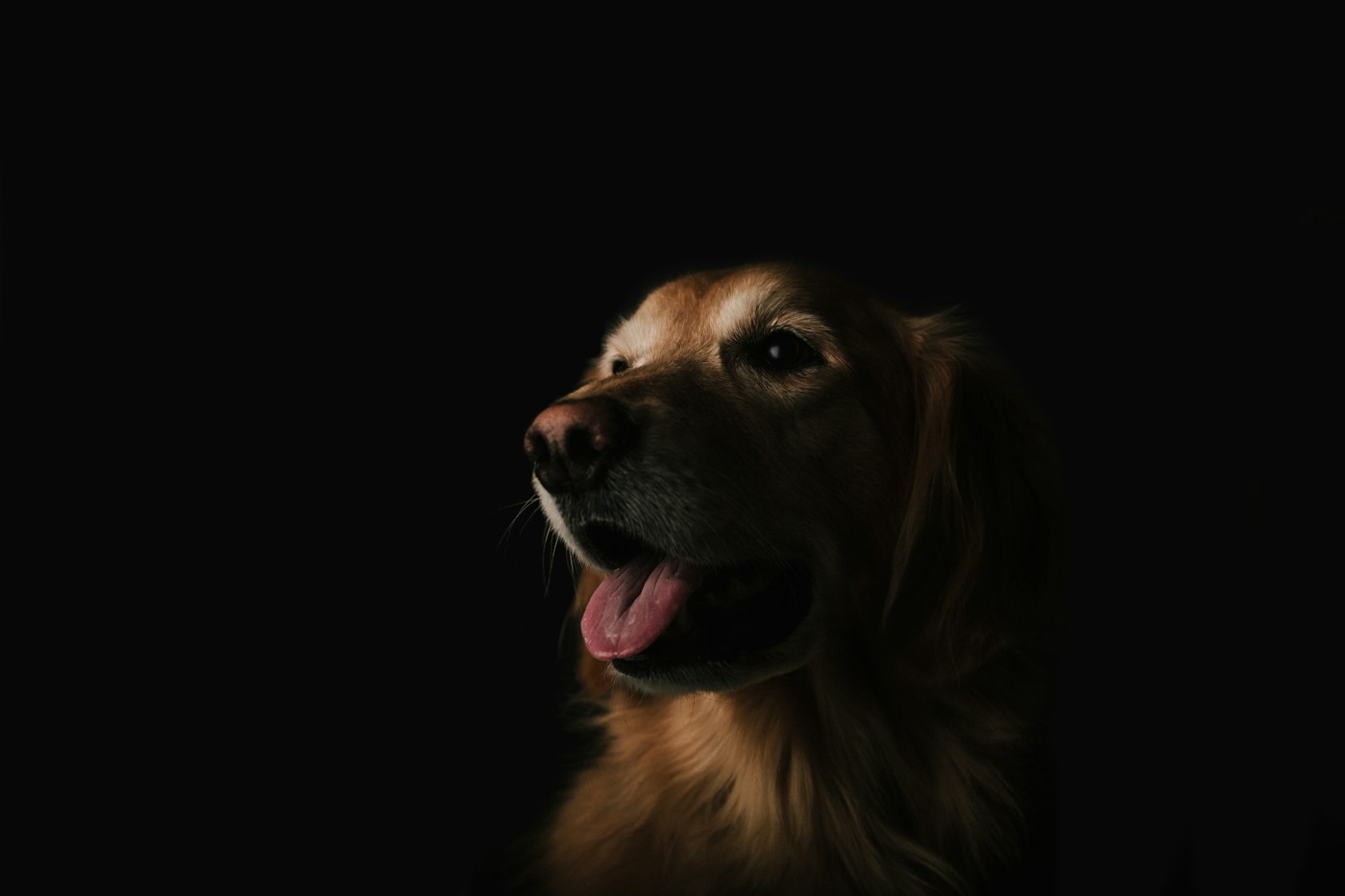 Portrait d’un chien roux, bouche ouverte et langue visible