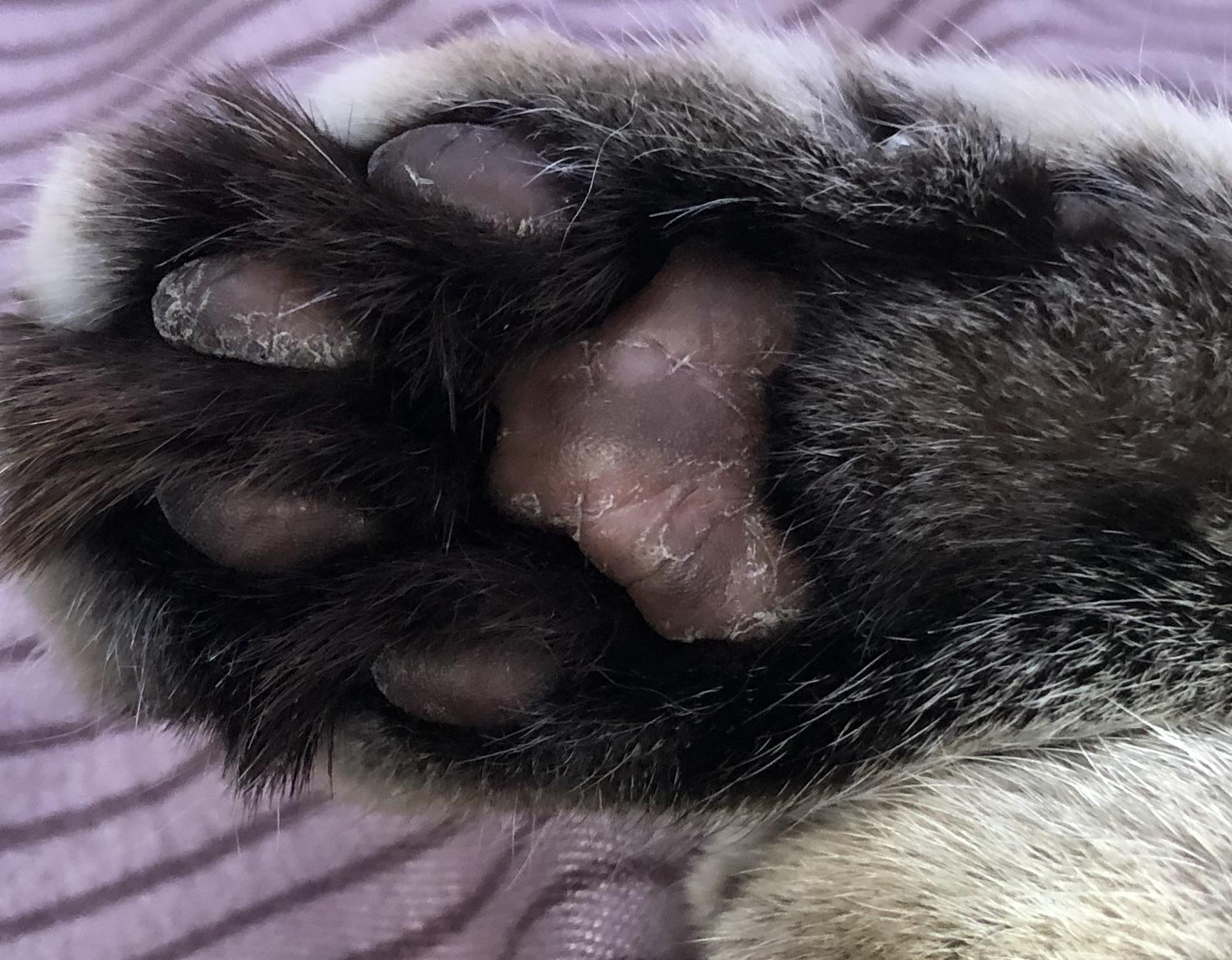 Paciente de Petit Vet Spa con un problema de resequedad en sus almohadillas 