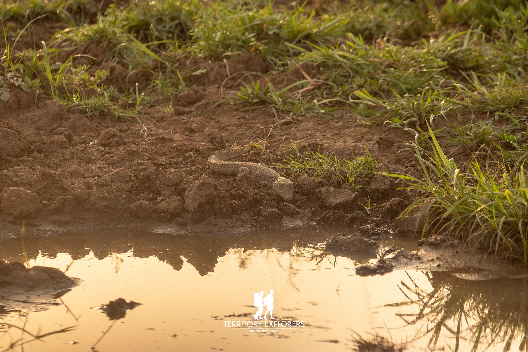 A dwarf crocodile in Narus River Valley_Kidepo Valley National Park