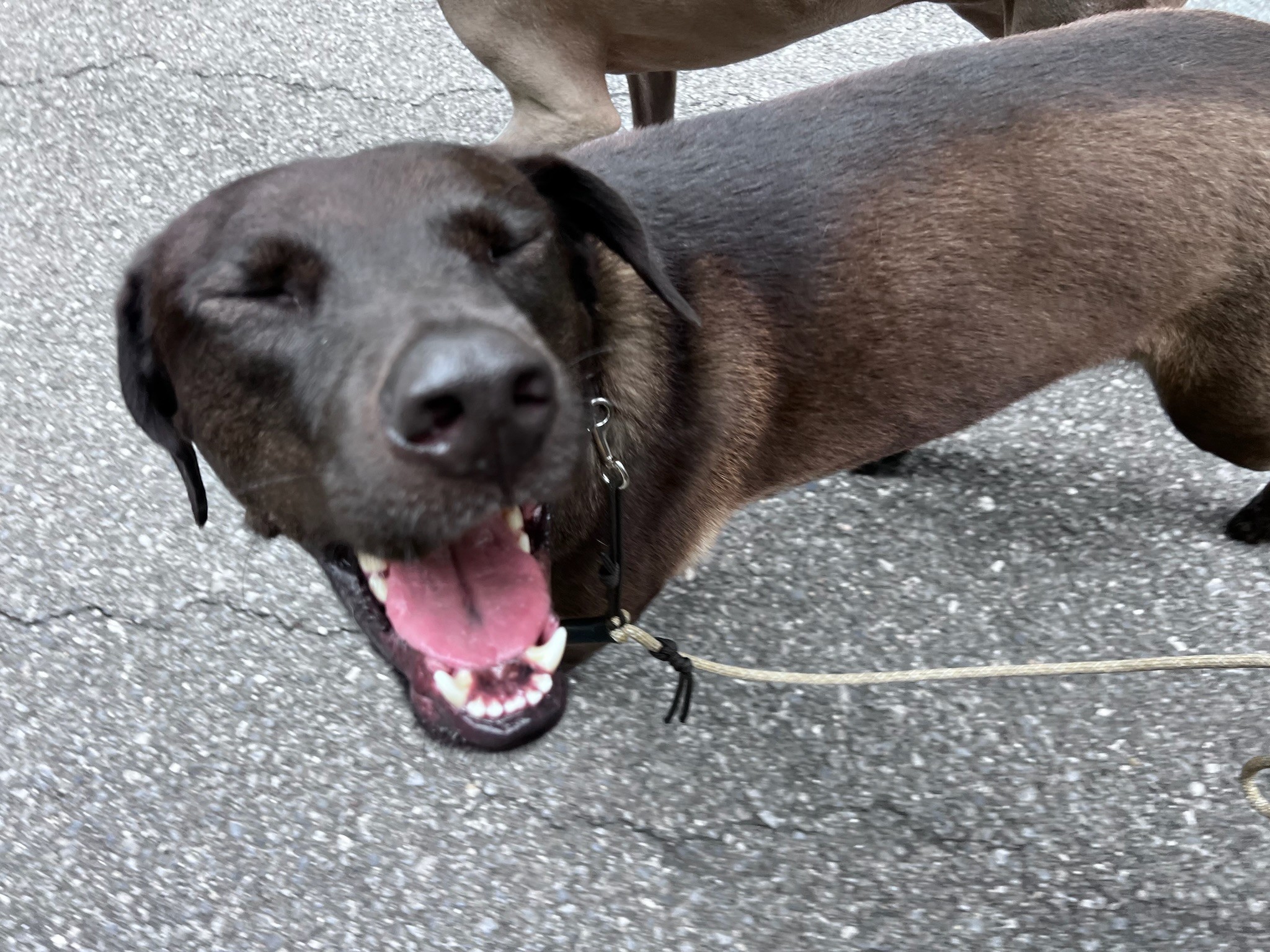 Dog training in Charlotte