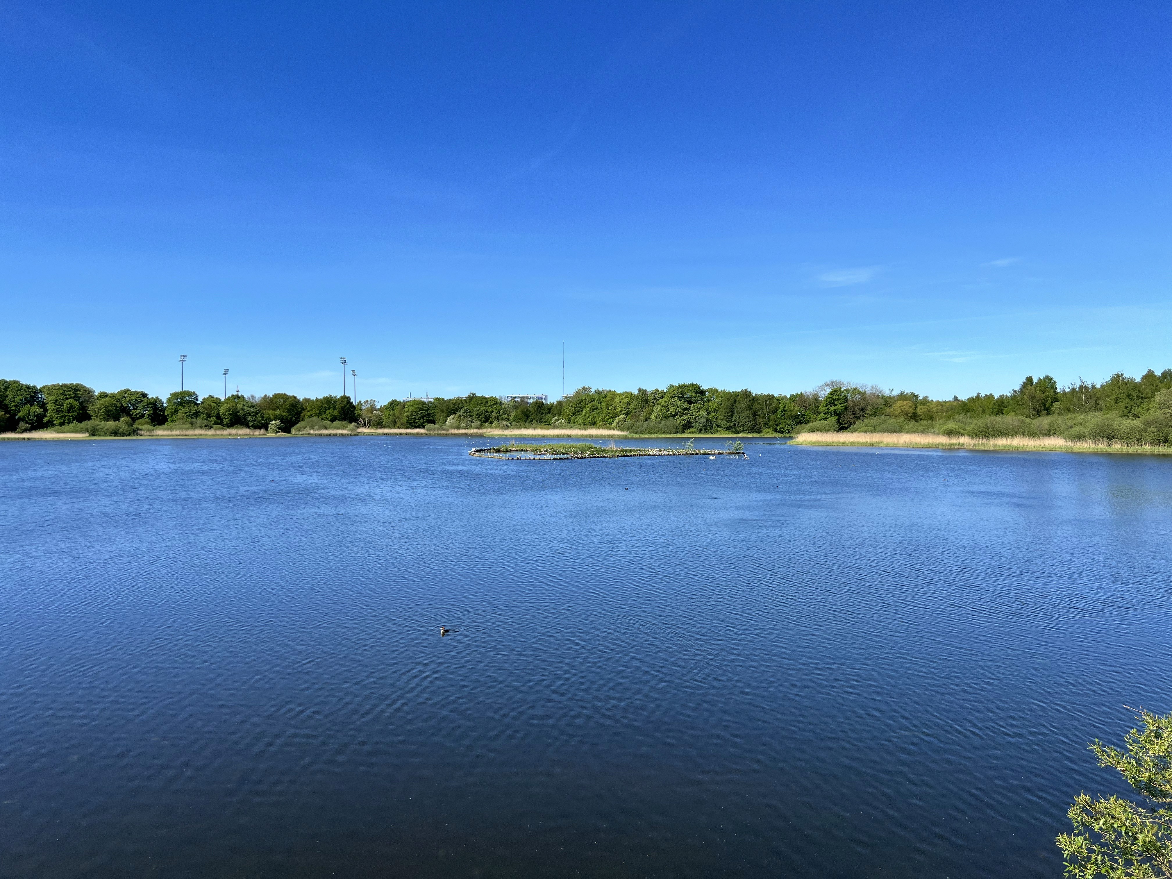 Close-up of a dark green leaf showing its textured surface and central vein against a muted background.