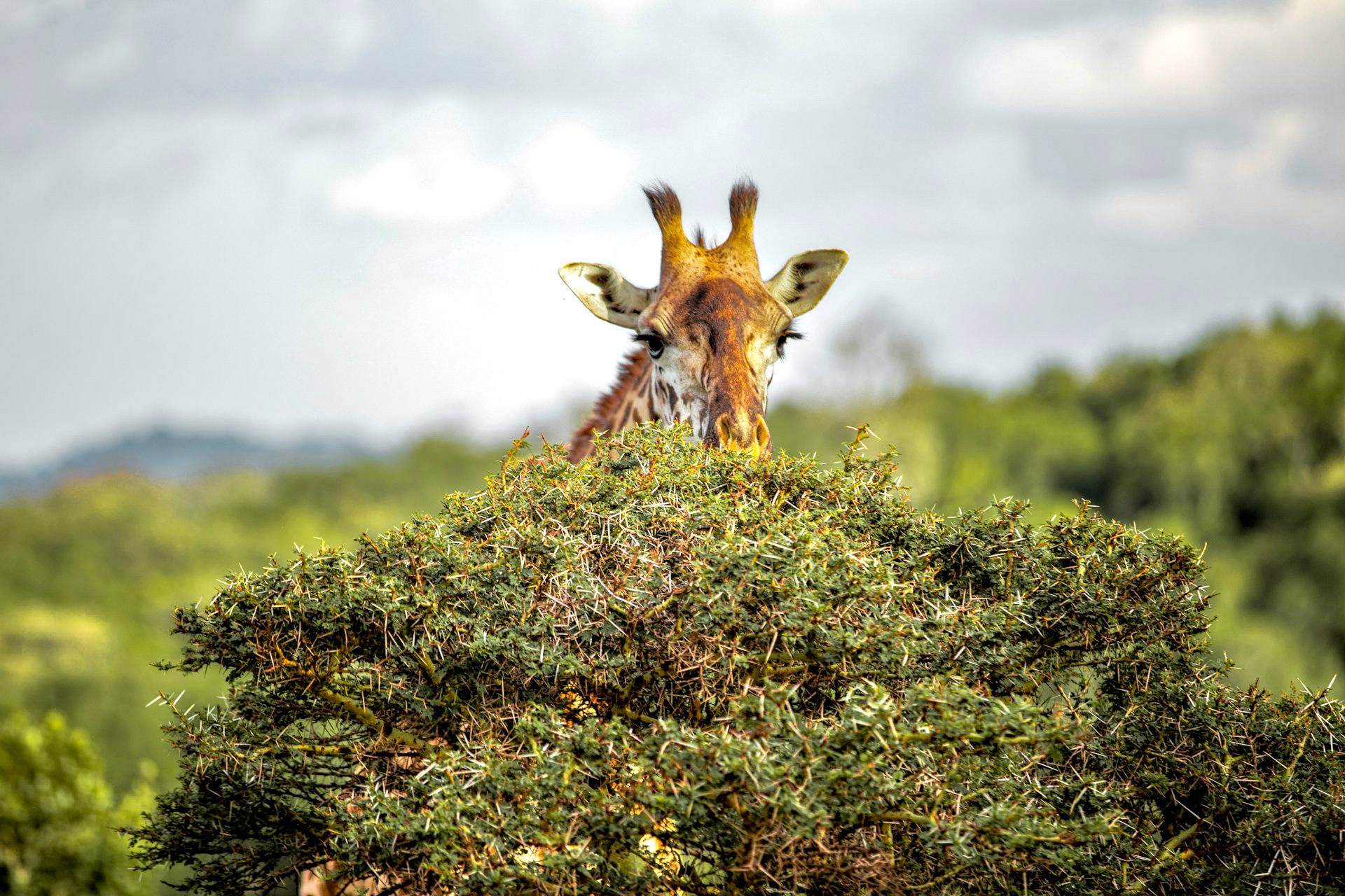 brown and white temple surrounded by green trees during daytime