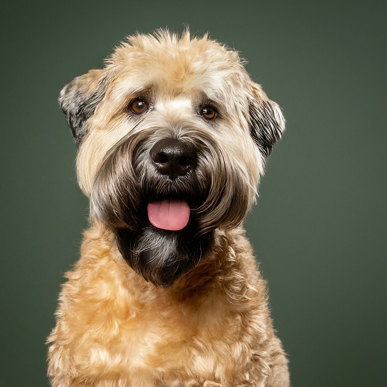 BUDDYUNO, Soft Coated Wheaten Terrier