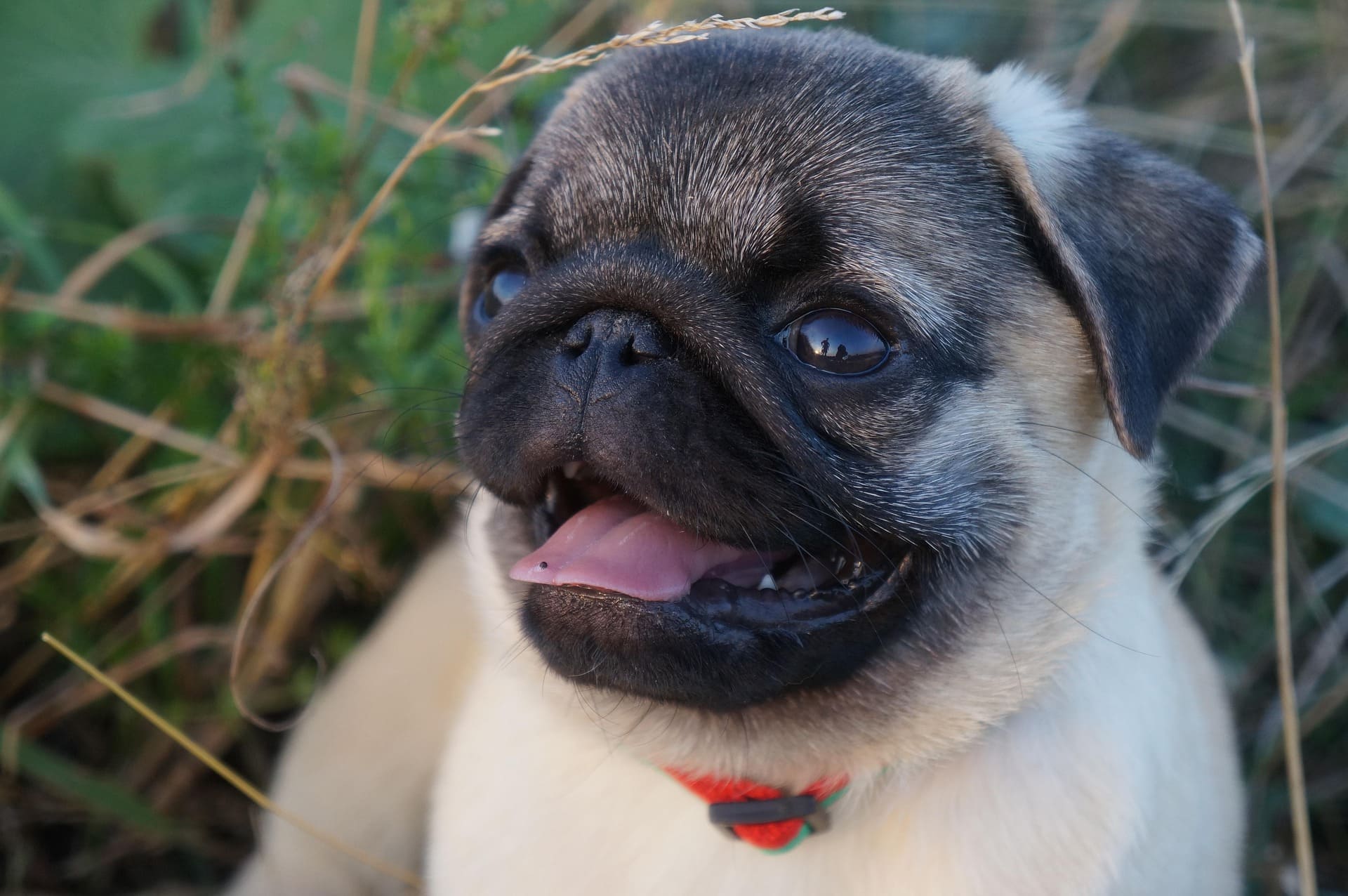 A Pug is smiling and looking closely at something. Its tongue is slightly sticking out.