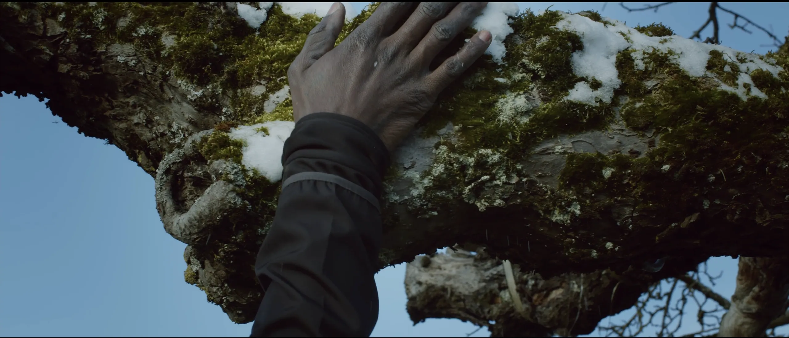 A close up shot of a hand touching a mossy tree trunk covered in light snow emphasizing texture and nature.