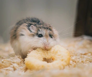 a hamster eating