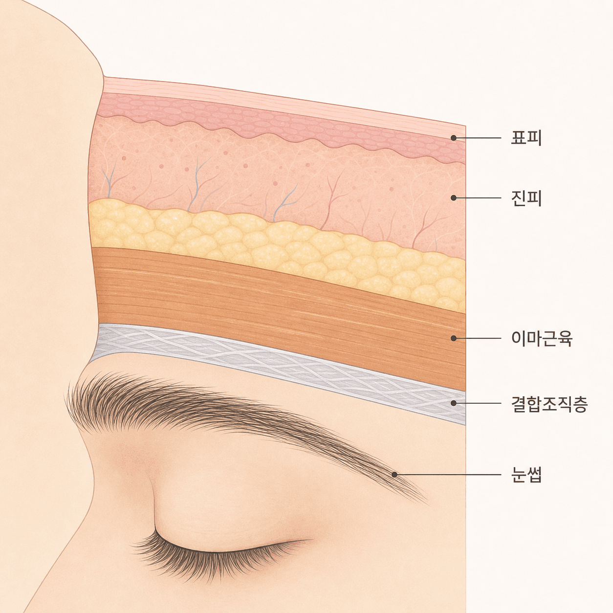 이마 피부 아래 근육과 결합조직층이 겹쳐 있는 단면
