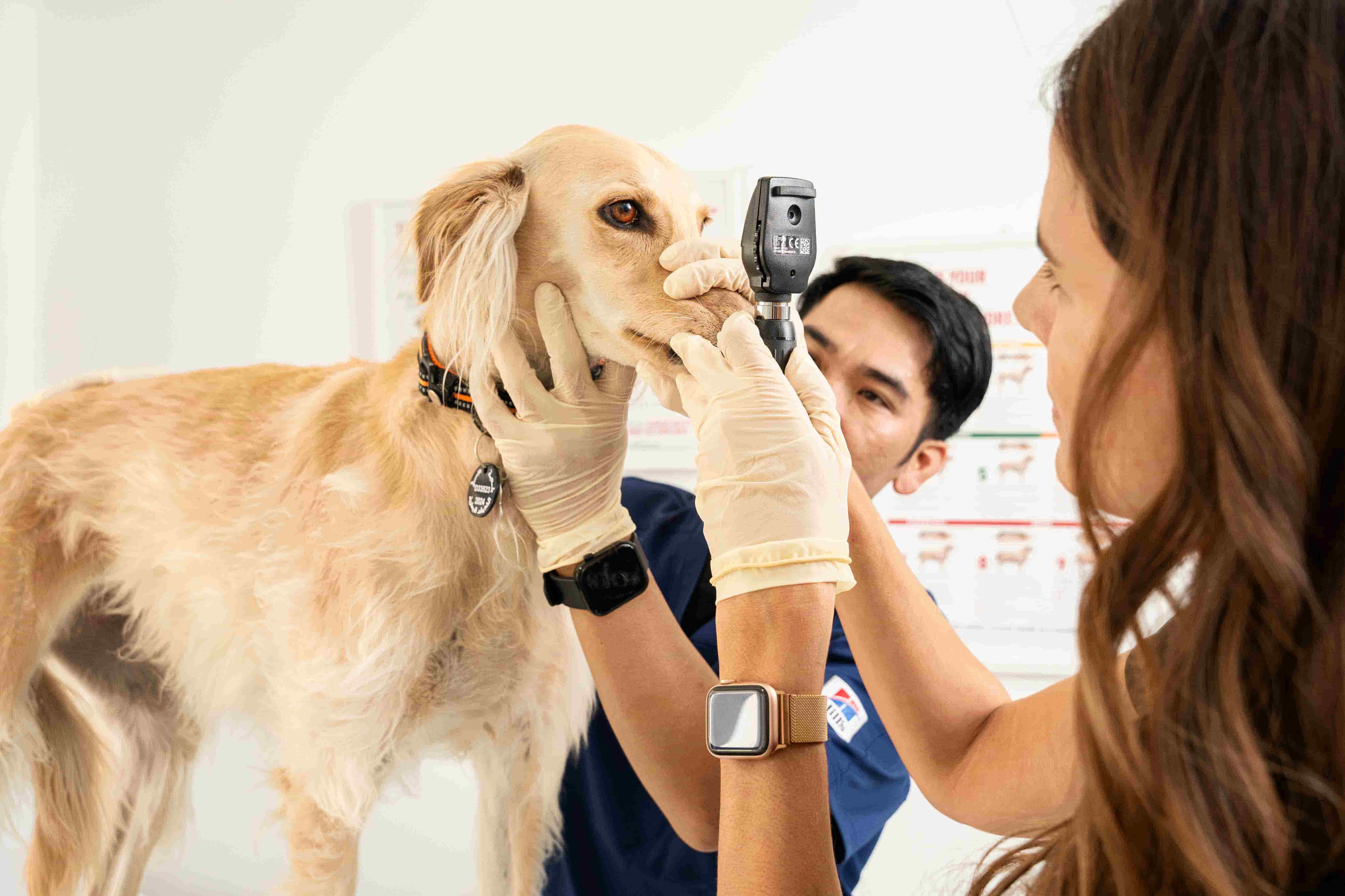 A veterinarian is checking a dog's eyes for any issues. 