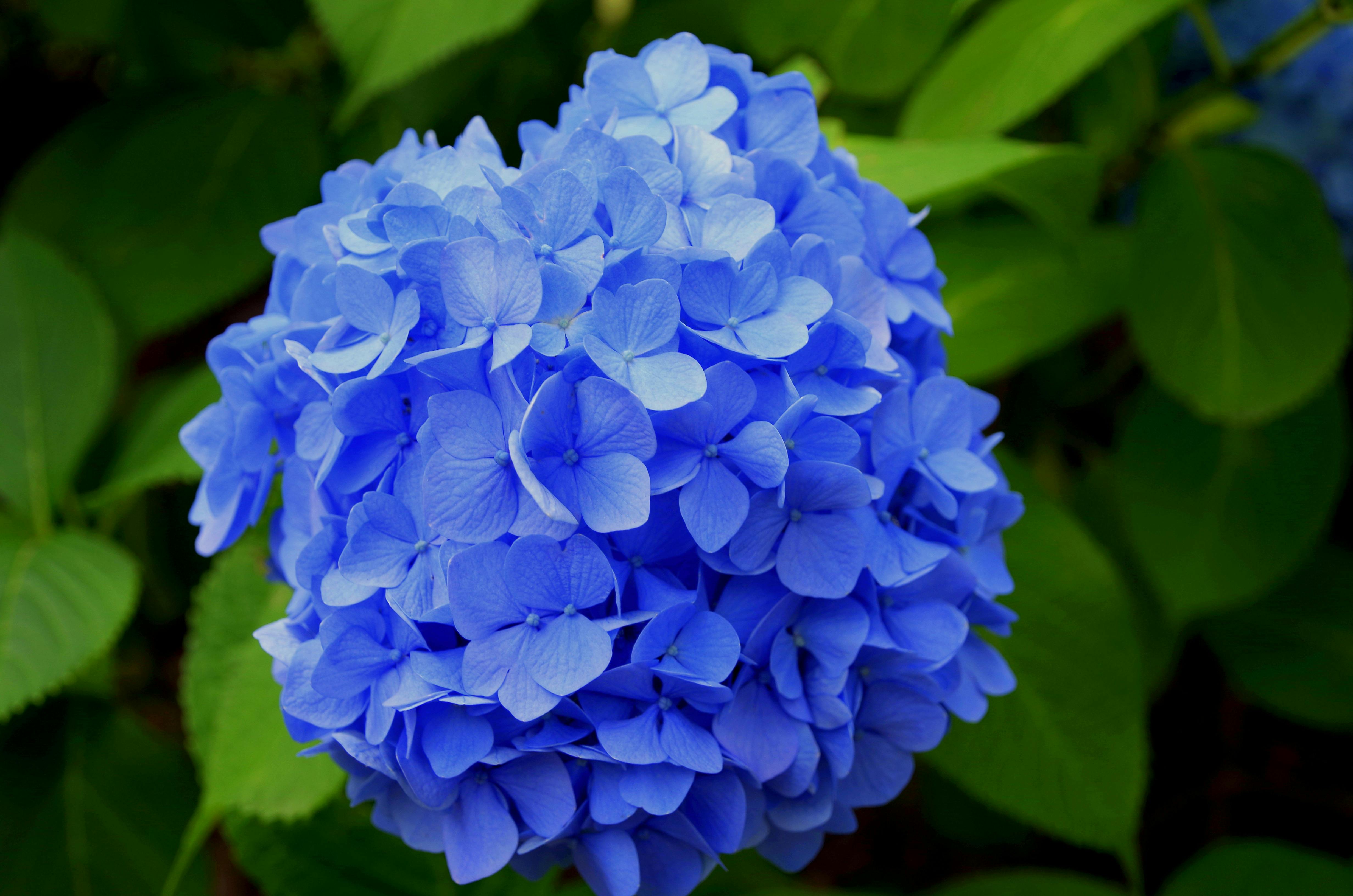 Hydrangea 