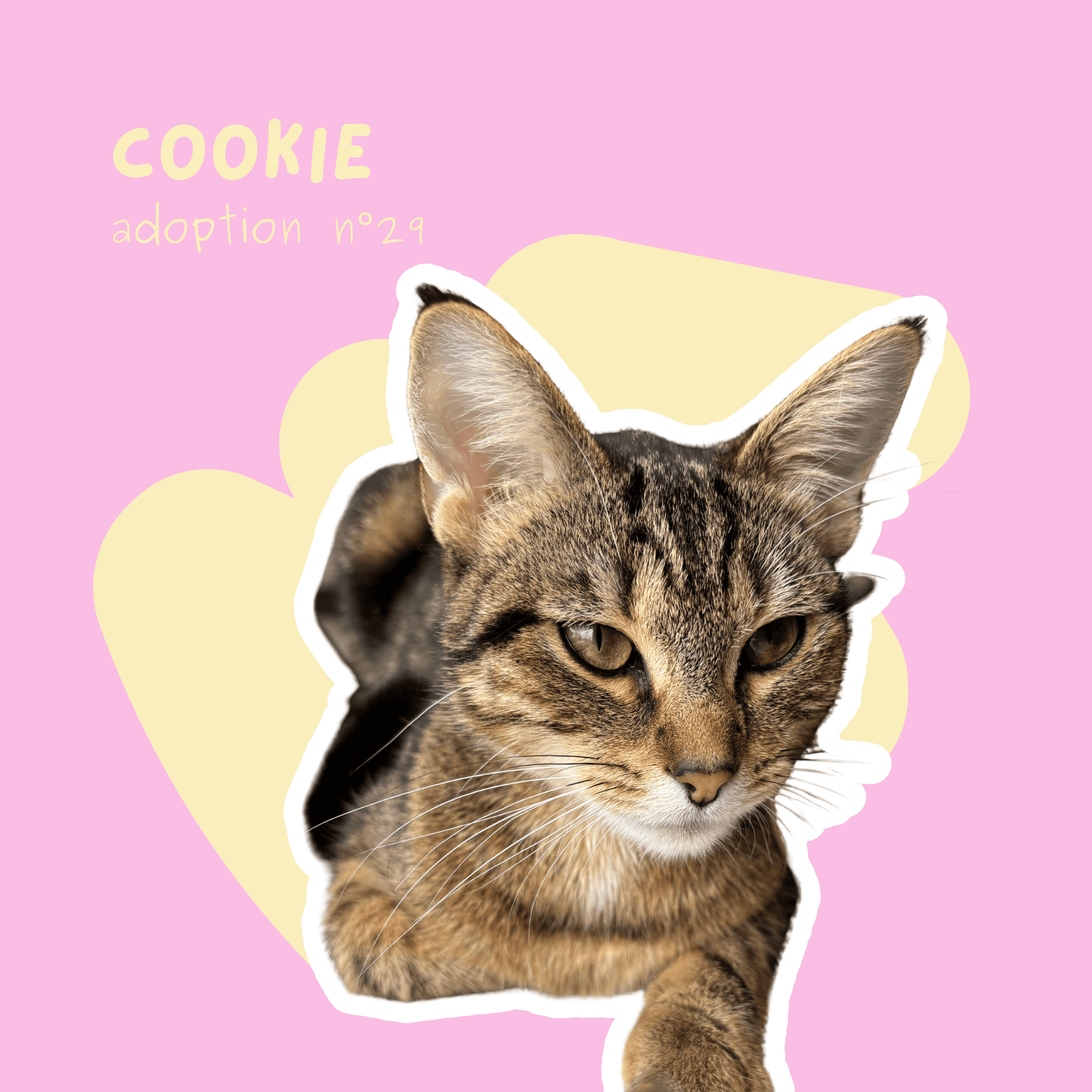 chat-cookie