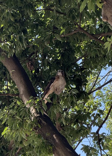 Margot about section