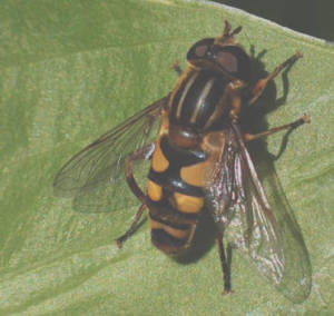 Flies in Boise, ID