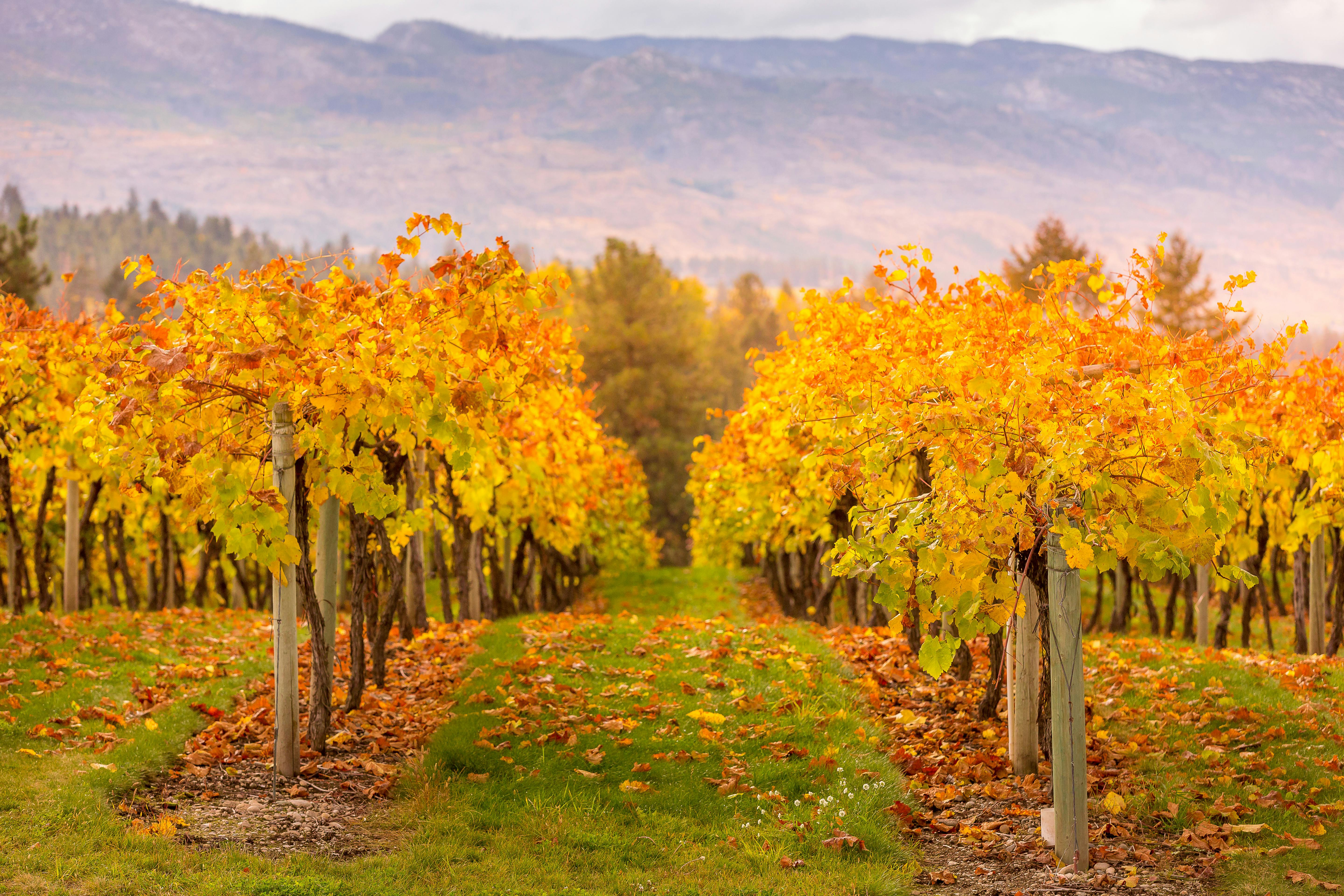 Picturesque Autumn Vineyard in Okanagan Valley