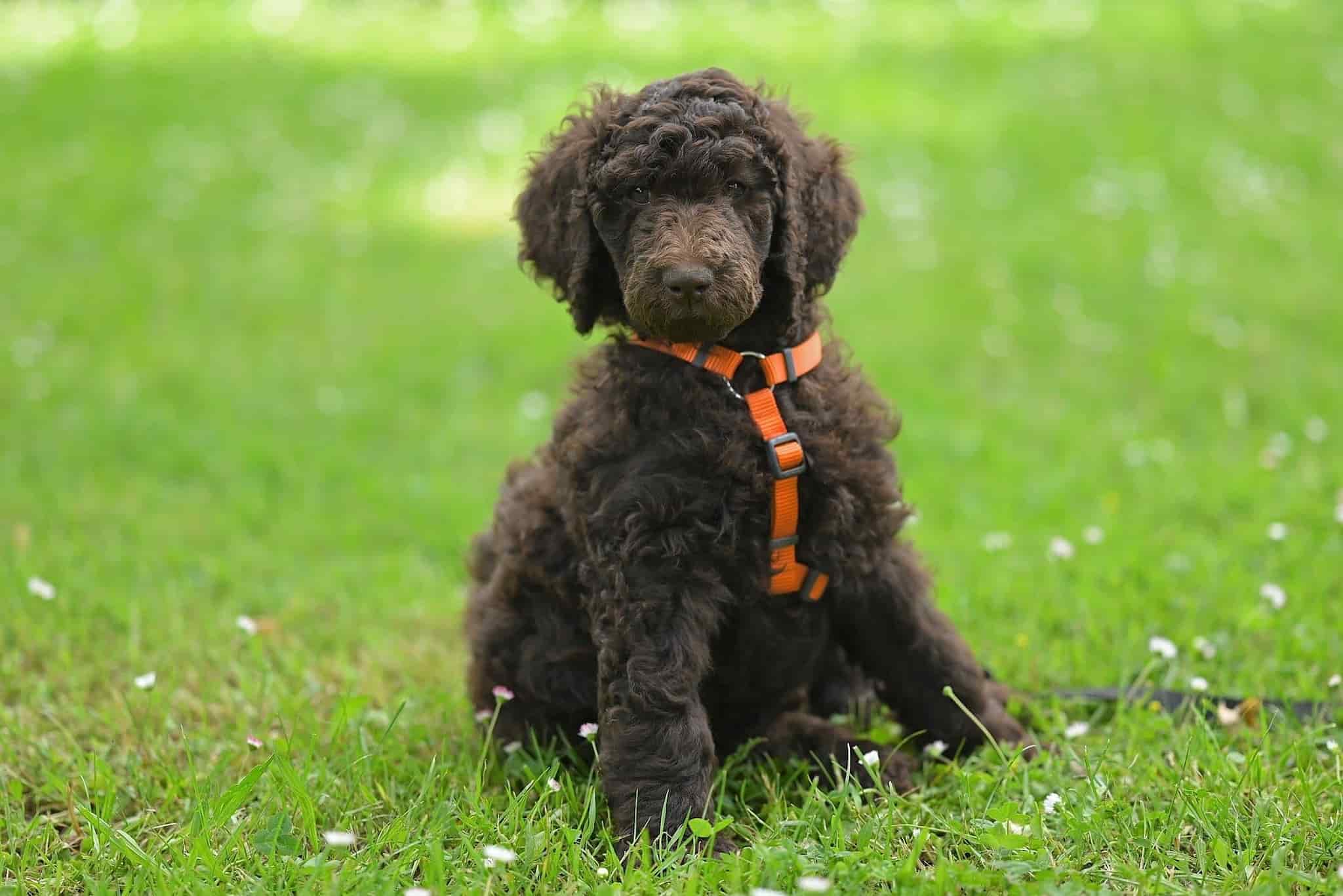 A Poodle with an orange leash is sitting down on the green grass.