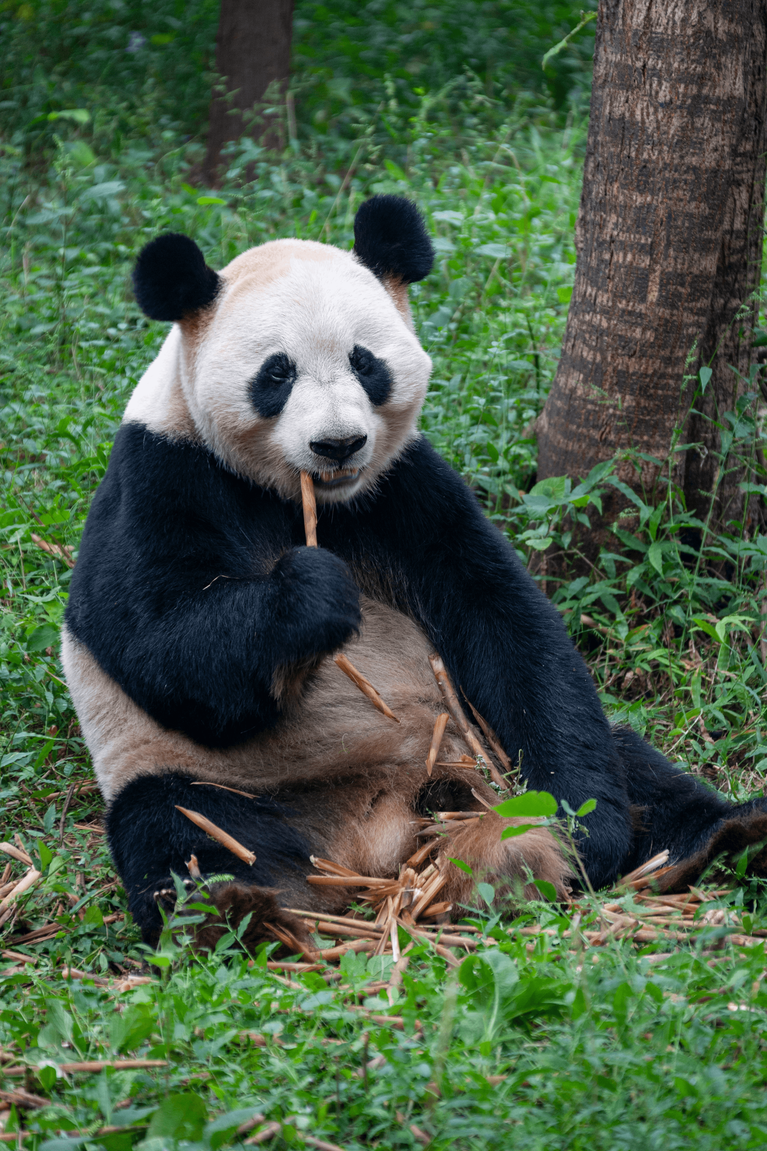 Giant Panda — A slow afternoon in the bamboo.
