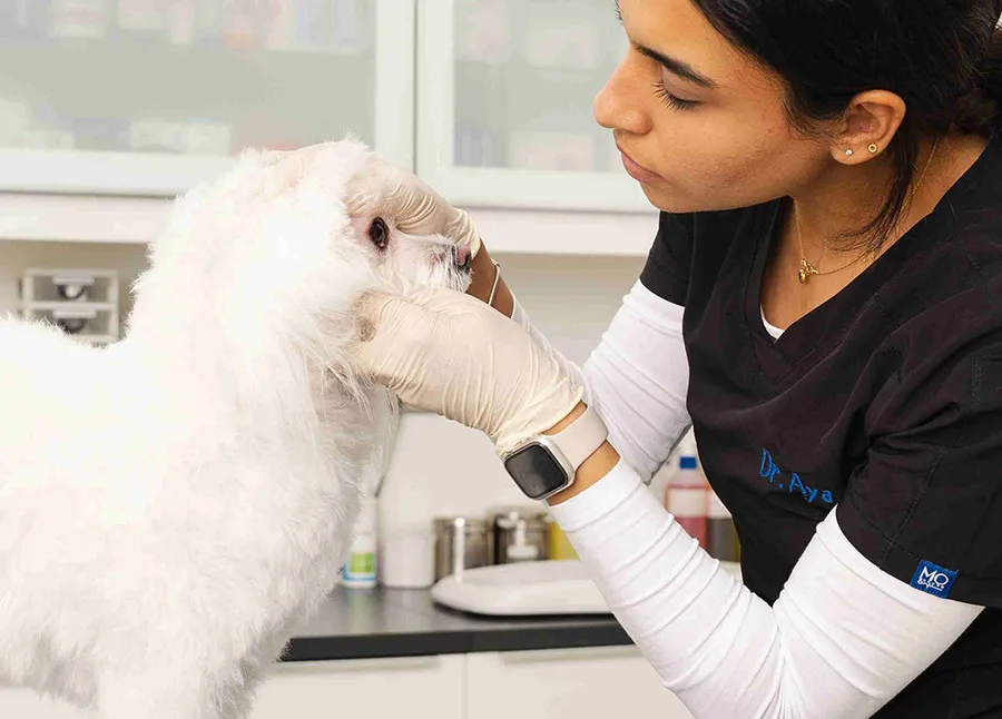 A veterinarian is holding a white dog's paw. Another vet is holding the dog's body carefully.